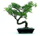 Foton bonsai