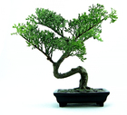 foto bonsai