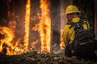 brandman