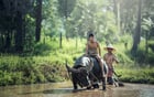 Foto buffel - lantbruk