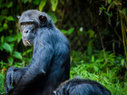 Foto chimpans