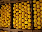 Foton citroner