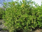 citronträd