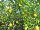Foton citronträd