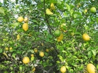 citronträd