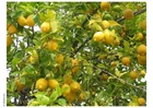 citronträd