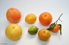 foto citrusfrukter