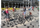 Foton duvorna matas på Markusplatsen i Venedig