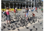 Foto duvorna matas på markusplatsen i venedig