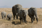 elefant