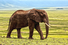 elefant