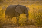elefant