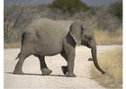 elefant