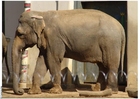 foto elefant