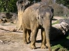 Foto elefanter