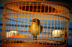 Foton fågel i bur - fångenskap