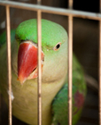 Foton fågel i fångenskap