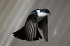 Foton fågel - Myiagra inquieta