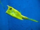 Foto fisk - lÃ¥nghorn kofisk