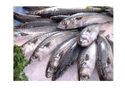 foto fisk
