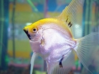 foto fisk