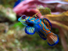 foto fisk - Synchiropus spledidus
