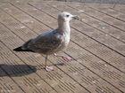 Foto fiskmås 2