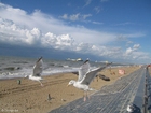 foto fiskmås vid stranden