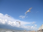 Foto fiskmåsar vid stranden 3