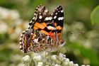 fjäril - Vanessa kershawi - Australian painted lady