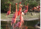 Foton flamingoer