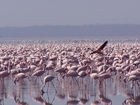 Foton flamingos