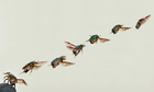 Foton flygande skalbagge