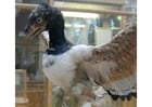 Foton första kända fågel i historien - Archaeopteryx