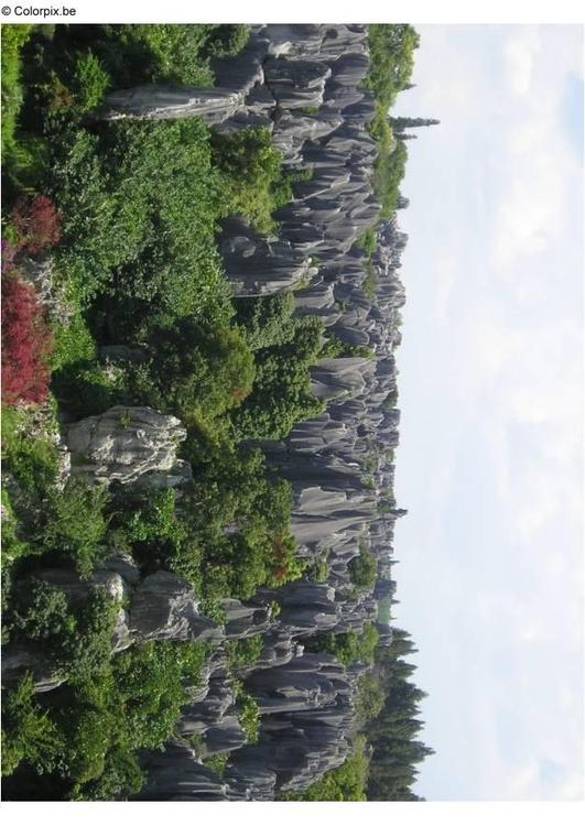 fÃ¶rstenad skog i Kunming