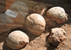 foto fossila dinosaurieägg