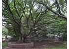 Foton Gandhimuseet i Park Puna