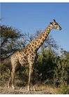 Foto giraff