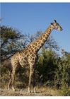 foto giraff