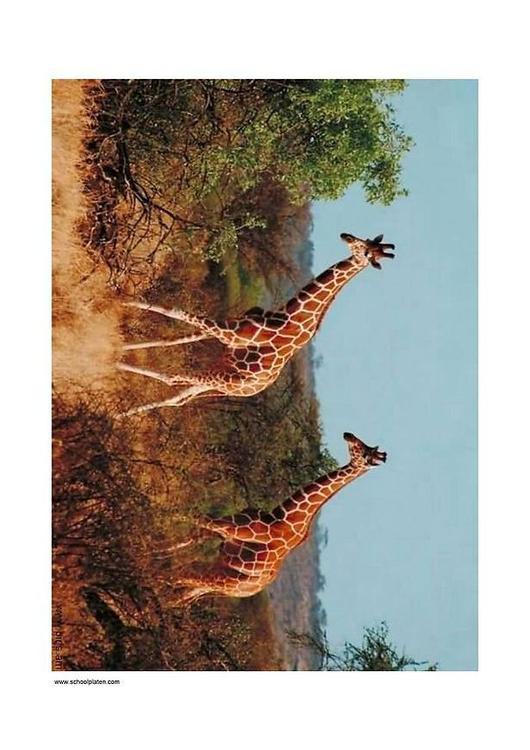 giraffer