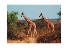 Foton giraffer
