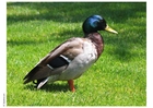 foto gräsand 2