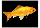 foto guldfisk