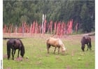 hästar och bönflaggor