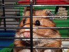 foto hamster i bur