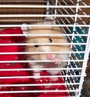 Foto hamster i bur