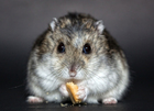 foto hamster