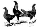Målarbild hönor