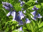 Foton hyacint 1