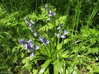 Foto hyacint 3